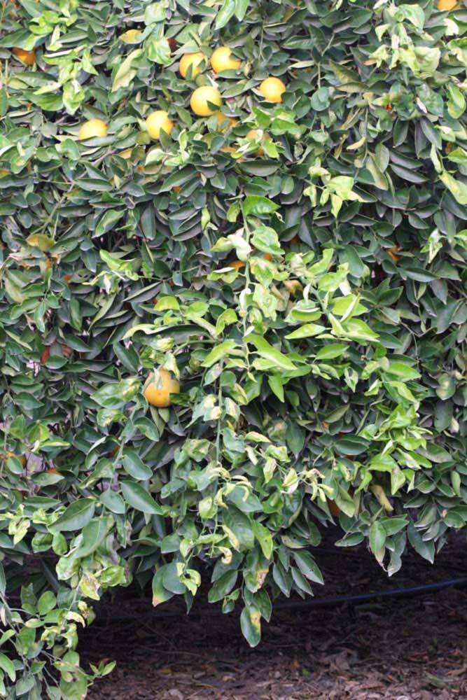            Habit (Riverside, CA)   